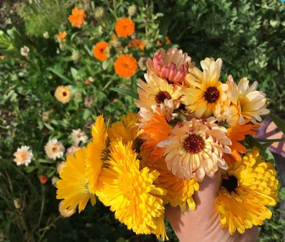 Pacific Beauty Mix Calendula Seeds | Orange Yellow Flower Pot Marigold Seed 2024
