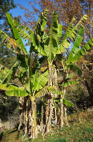 Musa sikkimensis Darjeeling | Darjeeling Banana | 10 Seeds