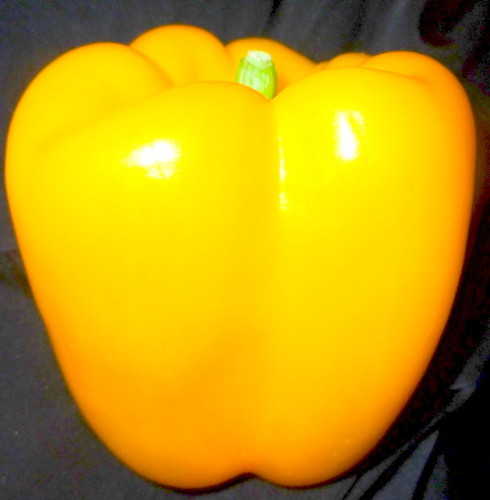 **50 + GIANT SWEET SOLID FLESH YELLOW BELL PEPPER SEEDS 4″ TALL 3 – 4″ INCH WIDE