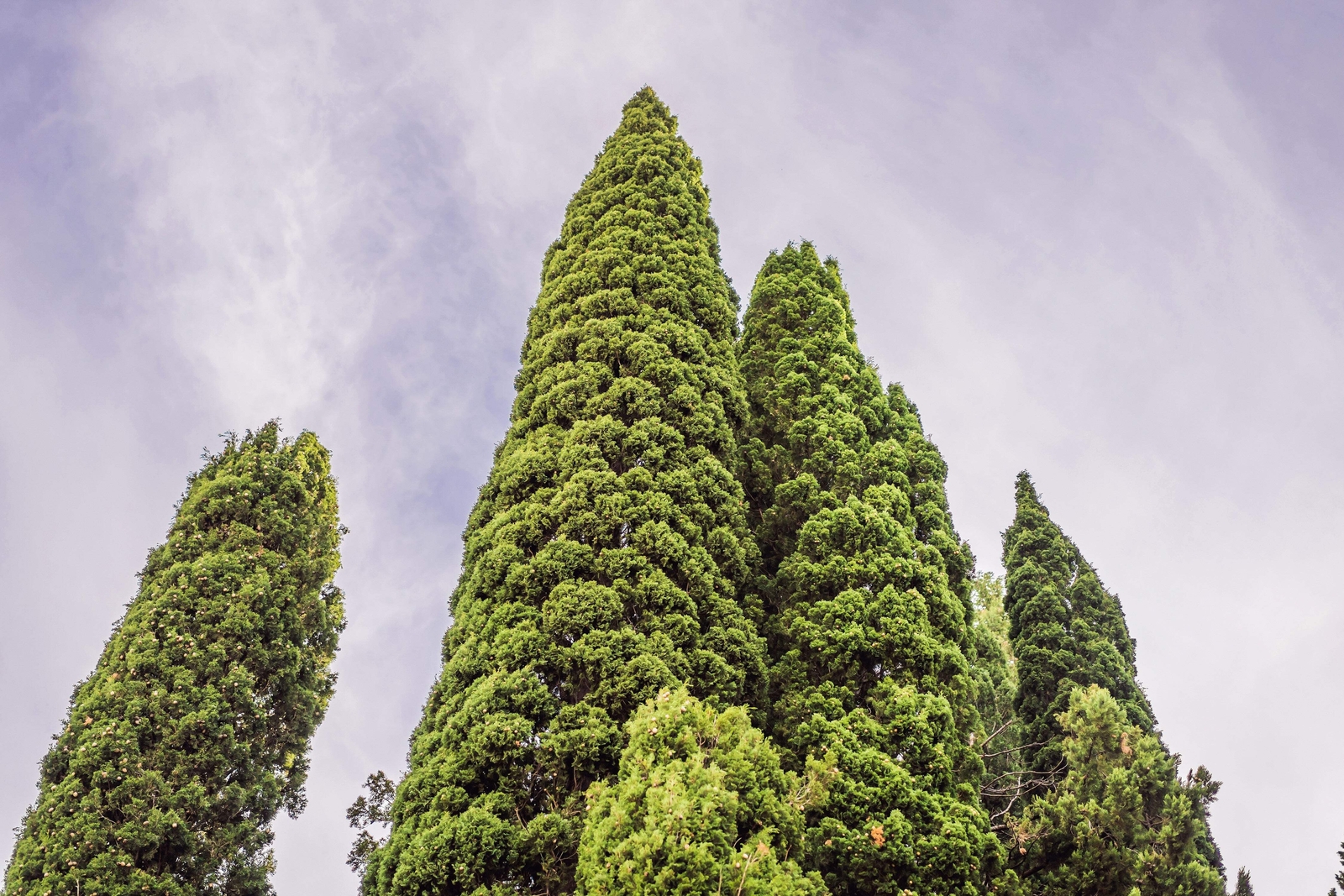 20 MEDITERRANEAN CYPRESS TREE Italian Pencil Pine Cupressus Sempervirens Seeds
