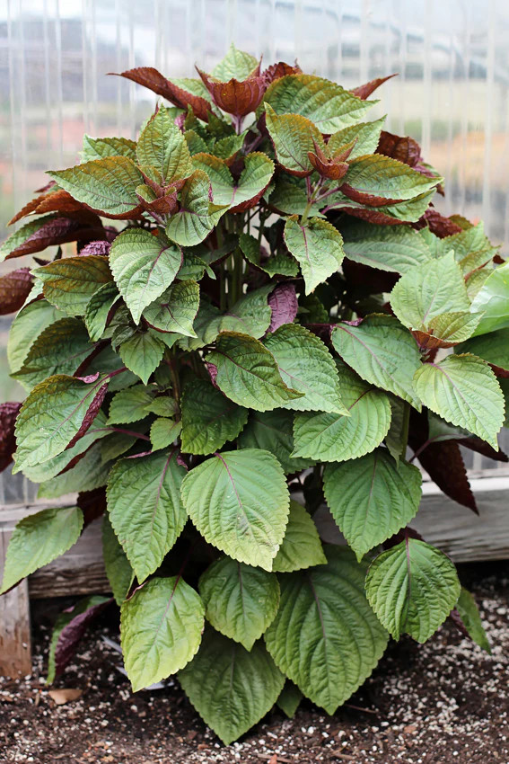 Vietnamese Perilla (Shiso) Seeds | La Tía Tô Asian Mint Thai Basil Seed for 2024