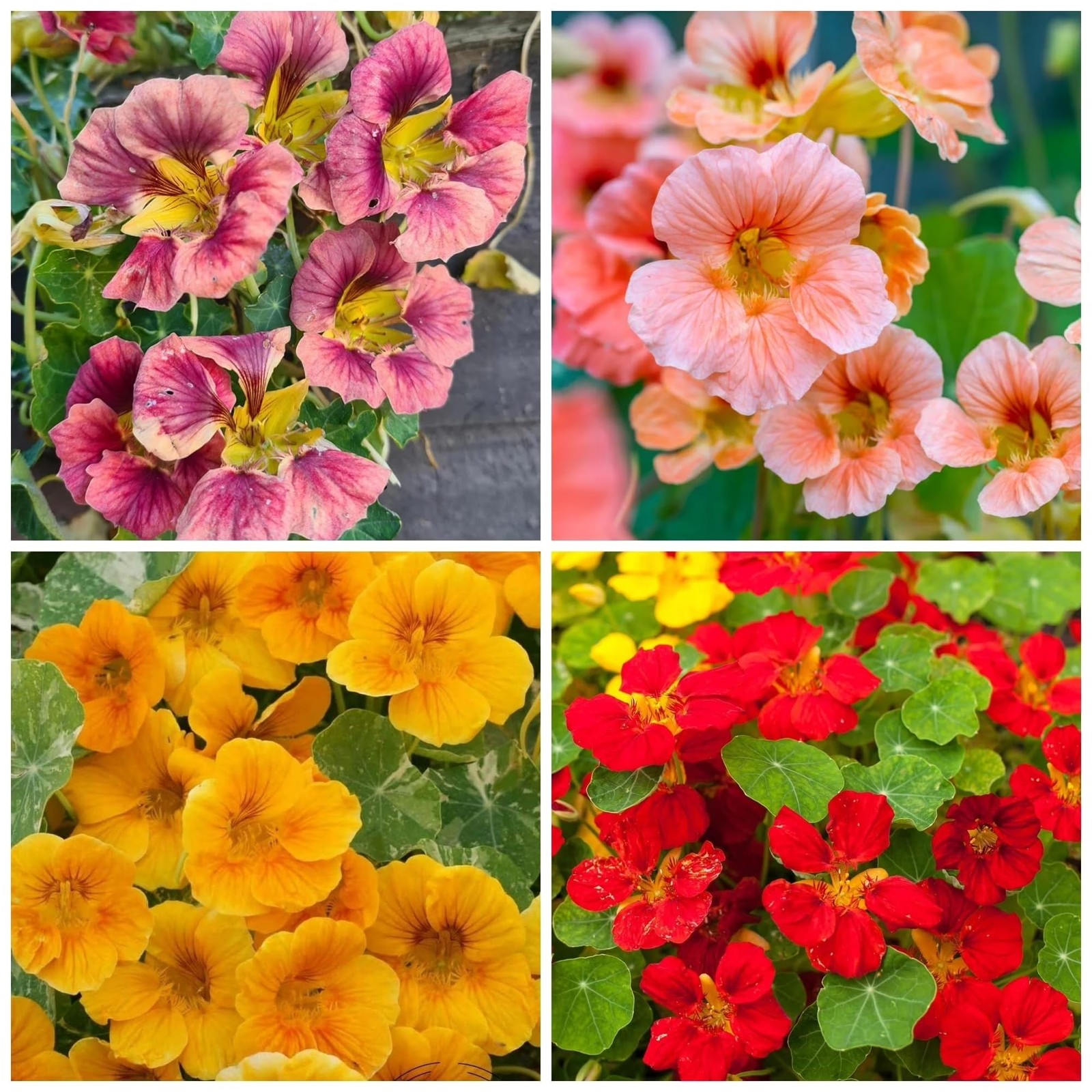 Rare Nasturtium Seeds for Planting – 150+ Mixed Nasturtium Seeds (Tropaeolum …