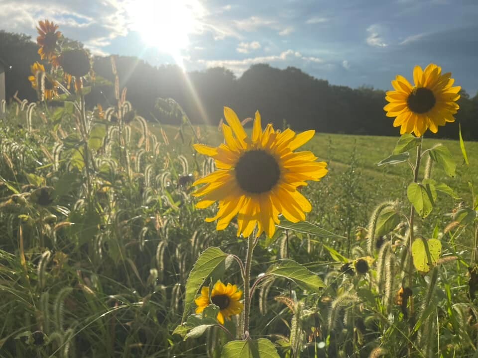 100+ Organic Heirloom Sunflower Seeds For Planting Multiple Colors Free Shipping
