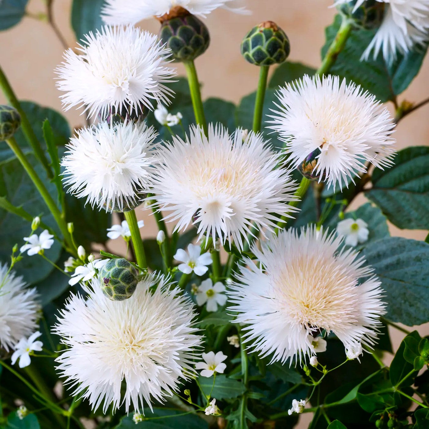 The Bride White Sweet Sultan Seeds – For 2025 Planting Centaurea Amberboa Fluffy
