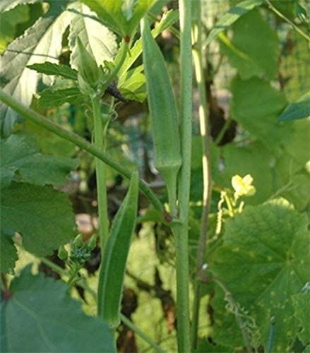 Nirmal Okra Seeds (25+ Seeds) of India(More Heirloom, Organic, Non GMO, Vegetabl