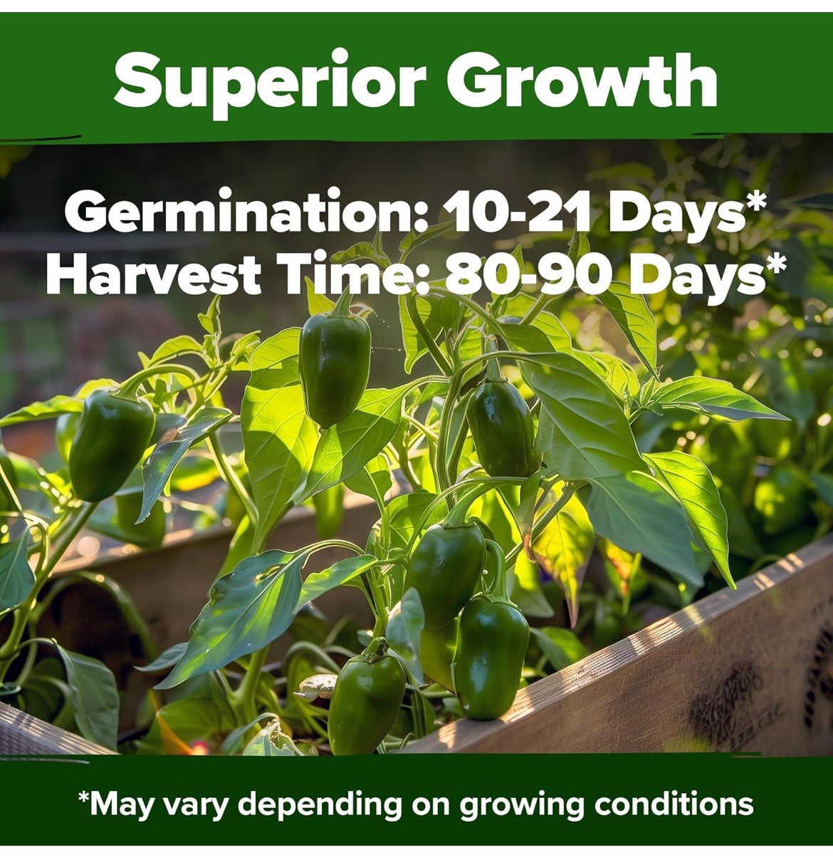🍀Early Jalapeno Pepper Seeds 25+ Hot Spicy Salsa Garden Heirloom Non-GMO 🇺🇸