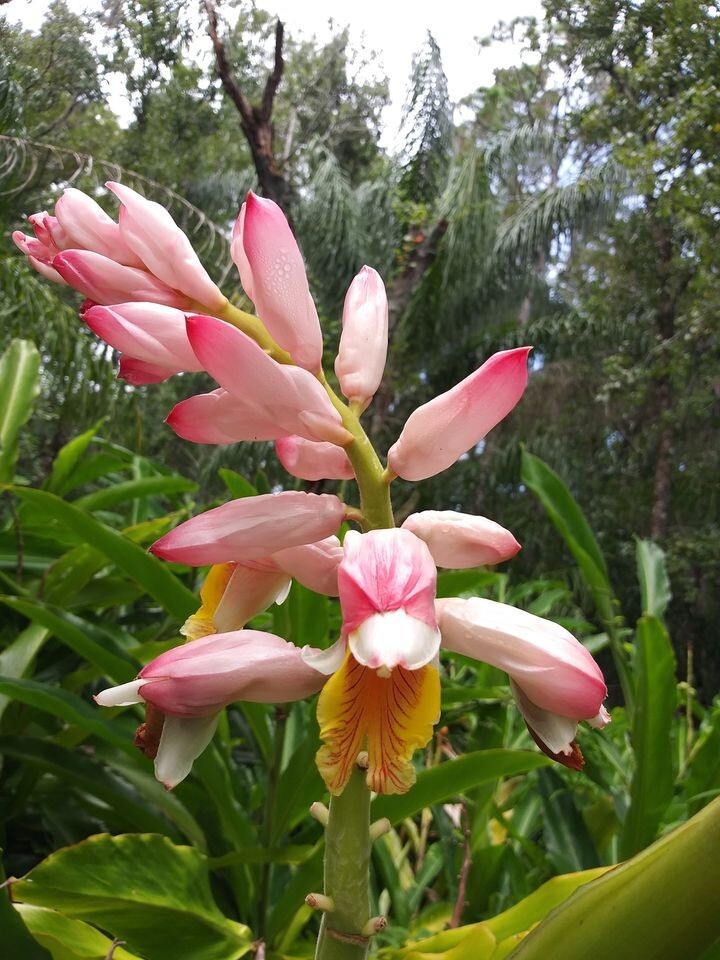 1 Shell Ginger Rhizome Alpinia Zerumbet Porcelain Lily Exotic Flower