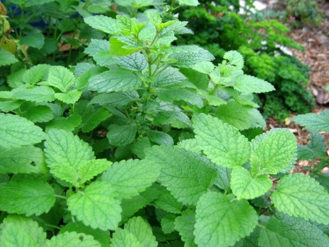 Lemon Balm .443gr Approx 1250 Seeds ORGANIC Non GMO Free Shipping!