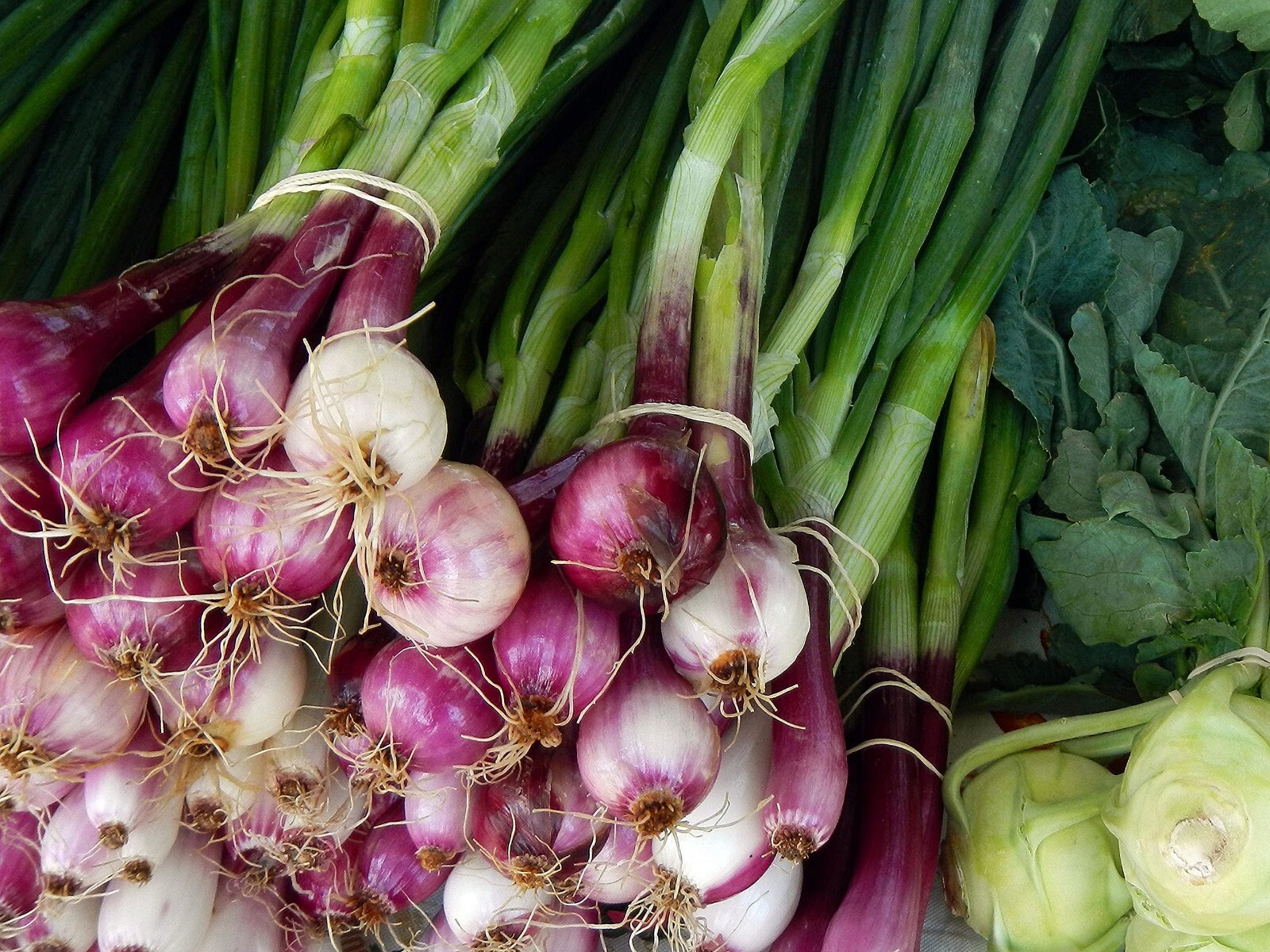 Scarlet Bandit Bunching Onion Seeds, Red Bunching Scallions, FREE SHIPPING