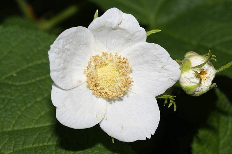 Thimbleberry Bush Seeds for Planting (50 Seeds) – Rubus parviflorus