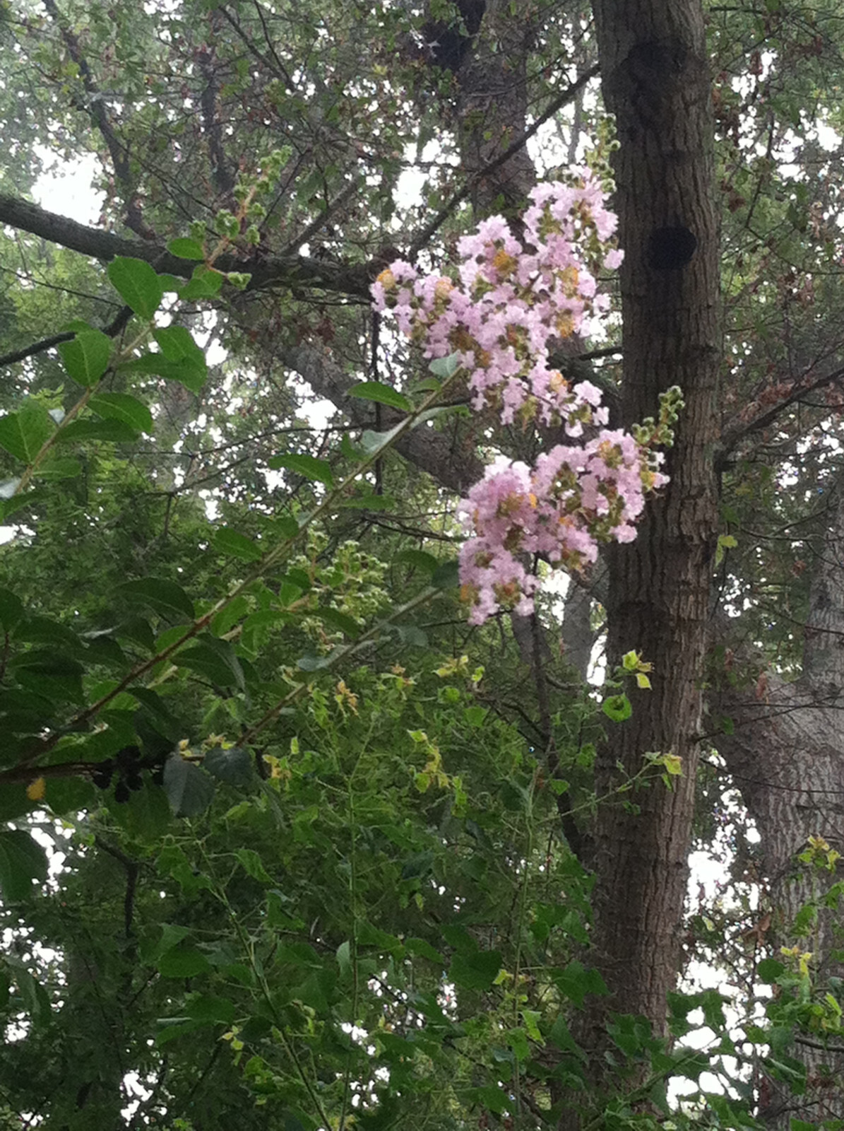 Lagerstroemia Crape Myrtle | Sioux | Soft Pink 10 seeds