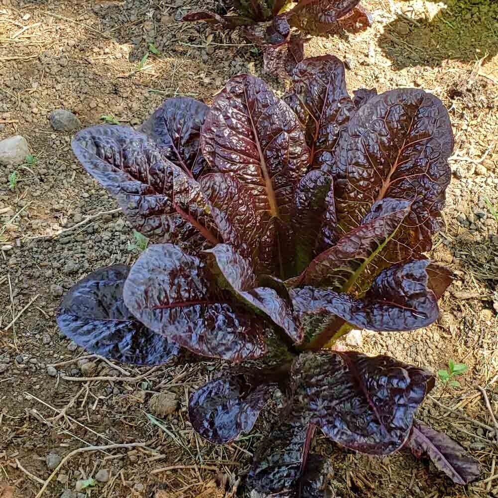 500+ RED ROMAINE LETTUCE SEEDS – HEIRLOOM – ORGANIC – NON GMO ———- FRESH