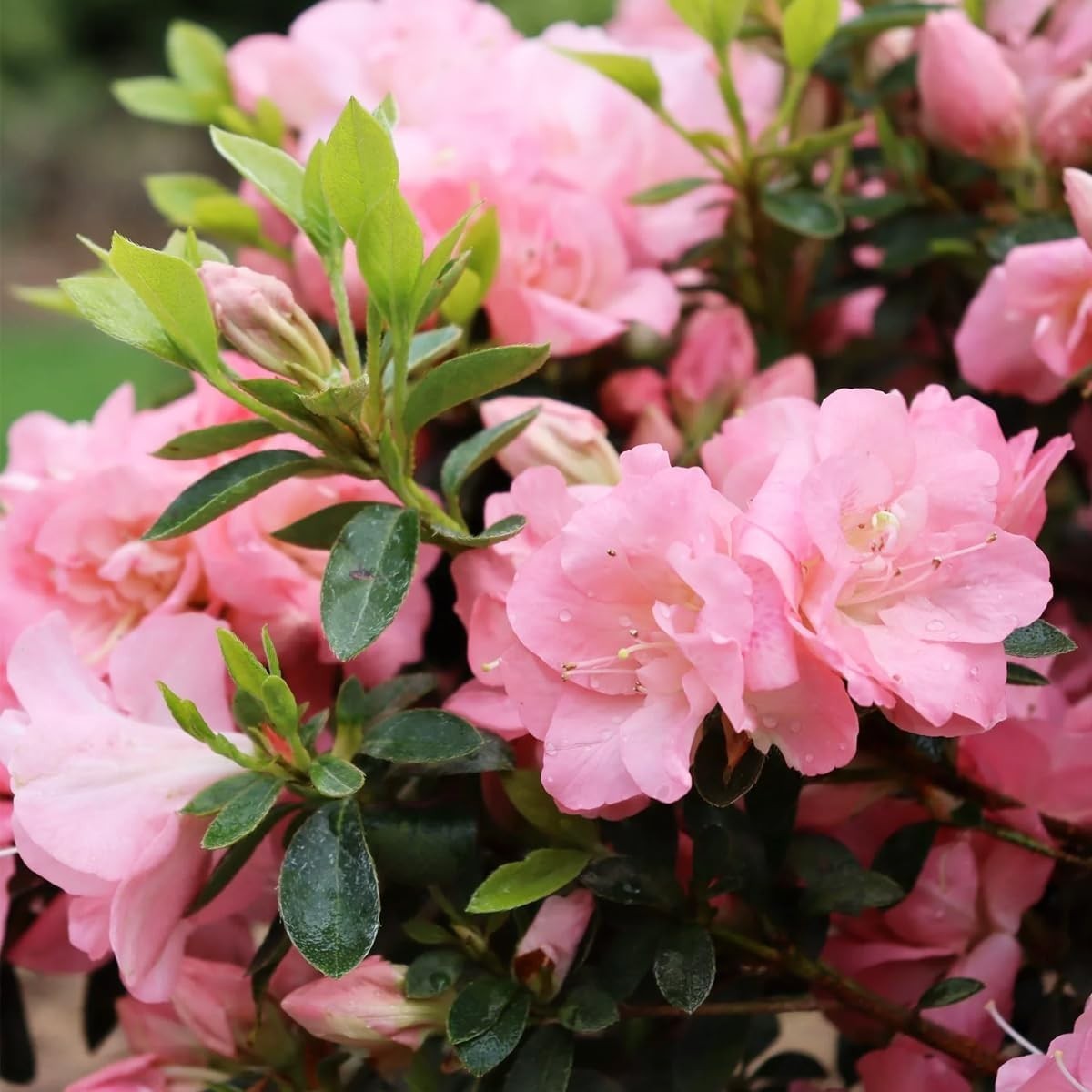 Mixed Azalea Rhododendron Seeds 30 Count for Beautiful Garden Flowers