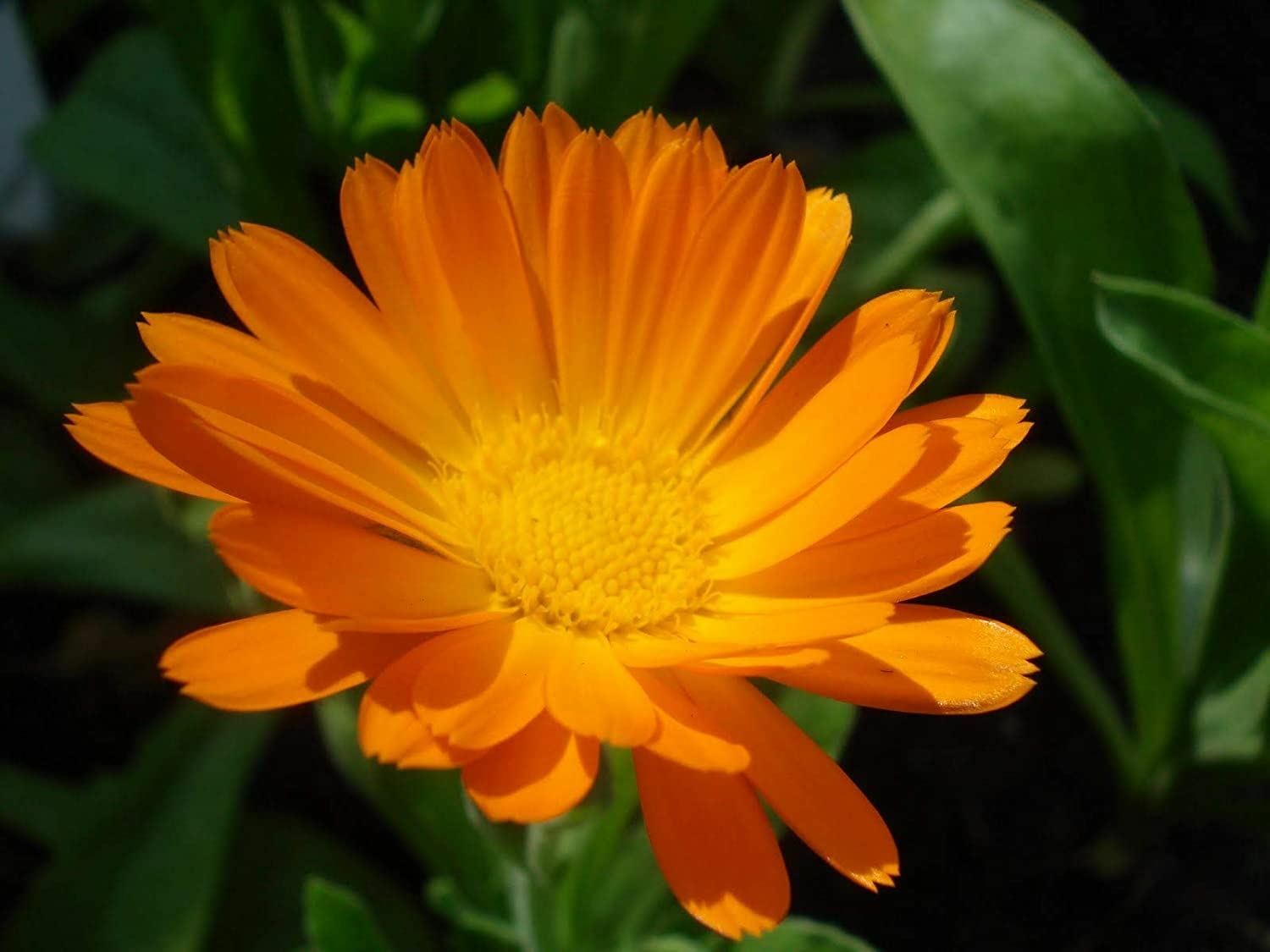 Orange Calendula Flower Seeds, “COOL BEANS N SPROUTS” Brand. Home Gardening.