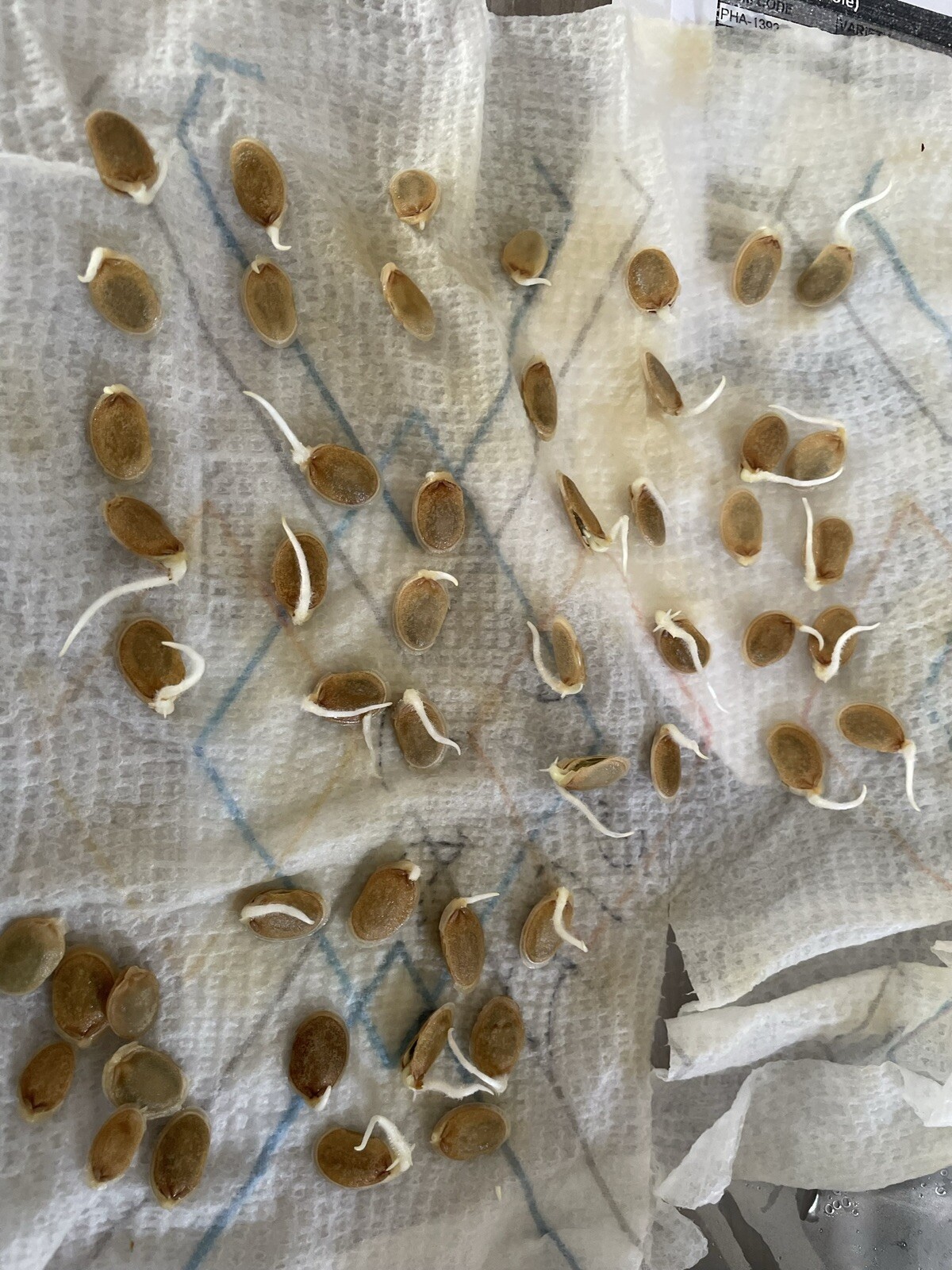 10 Taiwan APPLE LUFFA Hybrid Seeds; 蘋果絲瓜 very sweet can be eaten raw; from 農友種苗