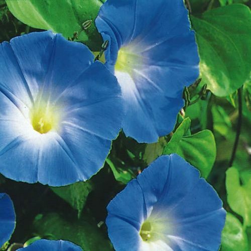 Heavenly Blue Morning Glory Seeds – ipomoea tricolor – 100 Seeds – Easy to grow!