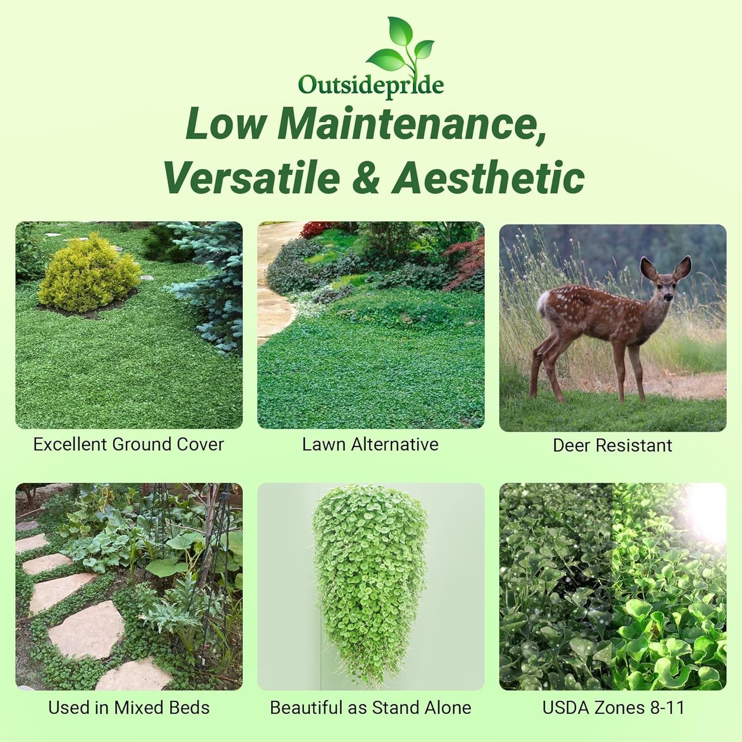 Low-Maintenance Dichondra Seeds – Ideal for Quick Lawn Alternatives and Erosion
