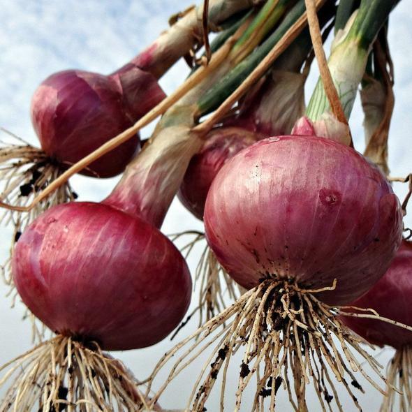 401+RED GRANO SWEET ONION Seeds Short Day Organic Spring Fall Vegetable Garden