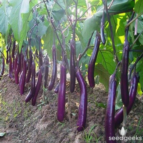 SCARBOROUGH SEEDS EGGPLANT, LONG PURPLE, 200 SEEDS HEIRLOOM, ORGANIC USA