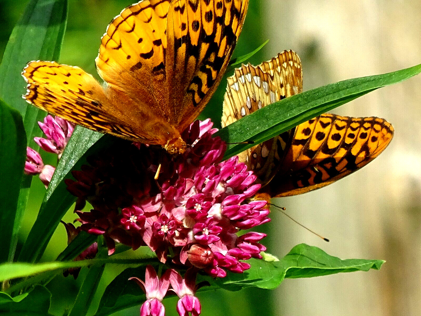 Purple Milkweed Aasclepias purpurascens Native Perennial 15 seeds 2023 Organic