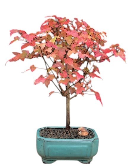15 yo. Trident Maple Bonsai Tree Acer Buergerianum 10-12″ Tall