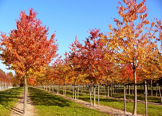 European Sweet Cherry Tree | Premium Seeds | Prunus avium ‘Fall’ | Plants’®