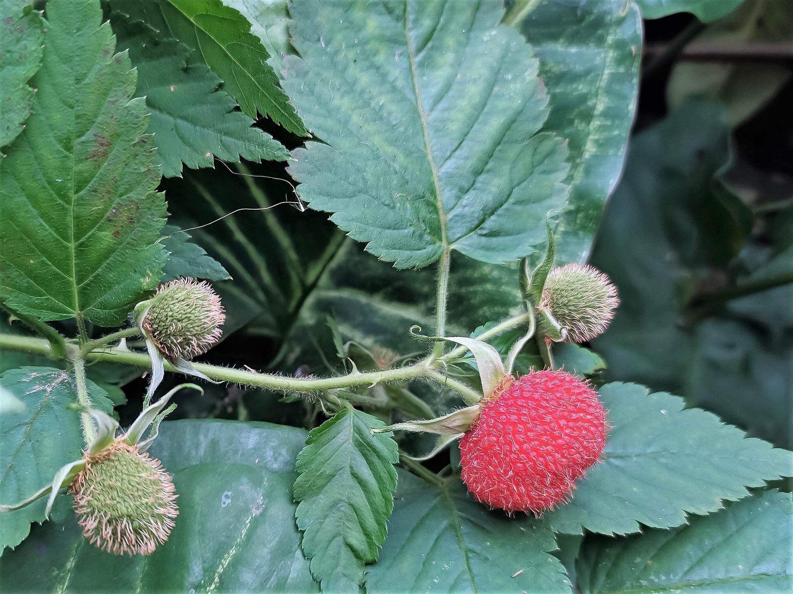 20 AUSTRALIAN RASPBERRY Queensland Atherton Rubus Probus Berry Fruit Shrub Seeds
