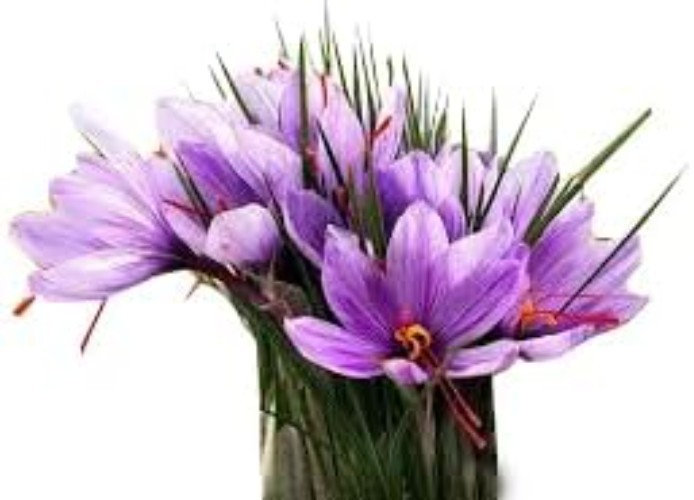 50 Saffron Crocus Sativus Corms Bulbs -Large 9 Cm Corms – Instructions Will b…