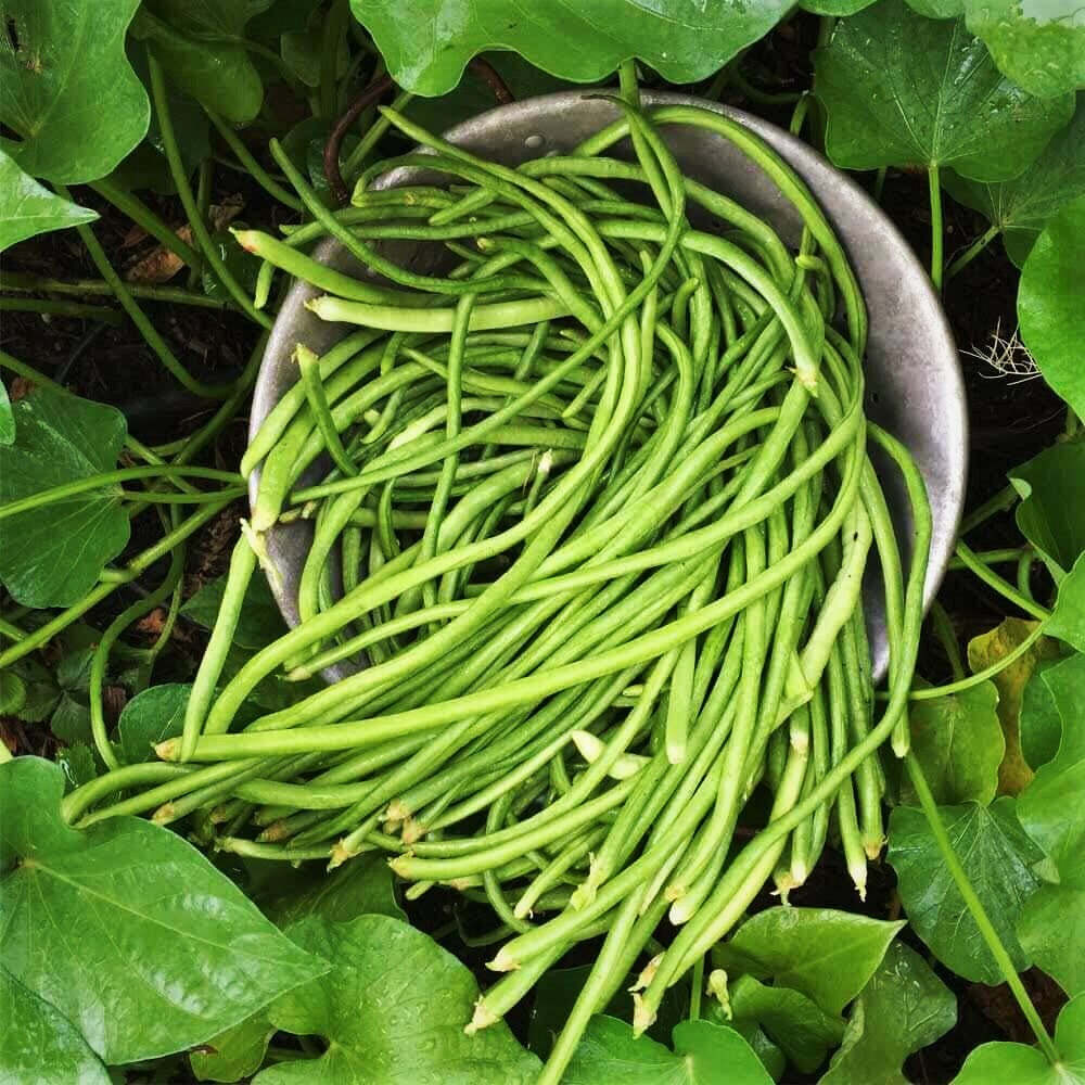 5 Colors Mix Yard Long Bean Seeds | Multi Variety Pole Asian Vegetable Seed 2023