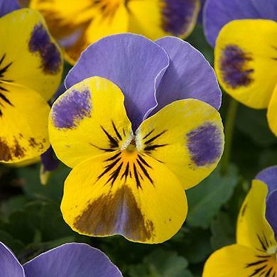 Viola Sorbet XP Yellow Blue Jumpup 250 seeds