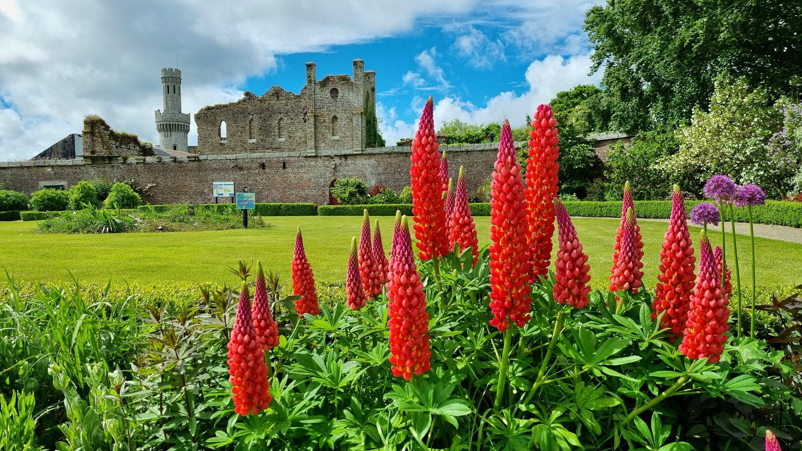 25 RED LUPINE ‘MY CASTLE’ Lupinus Polyphyllus Scarlet Russell Lupin Flower Seeds