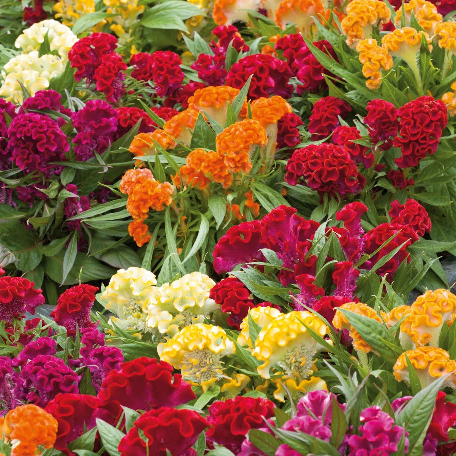 Celosia Cockscomb Cristata Mix Organic seeds fresh for 2026