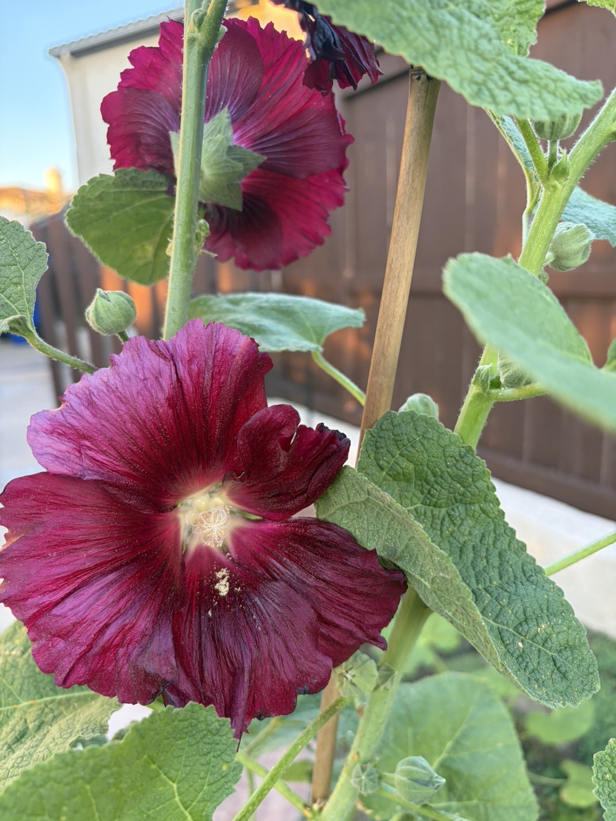 Burgundy Hollyhock Seeds w/ 80% Germination, Fresh 2026 , 100 Seeds
