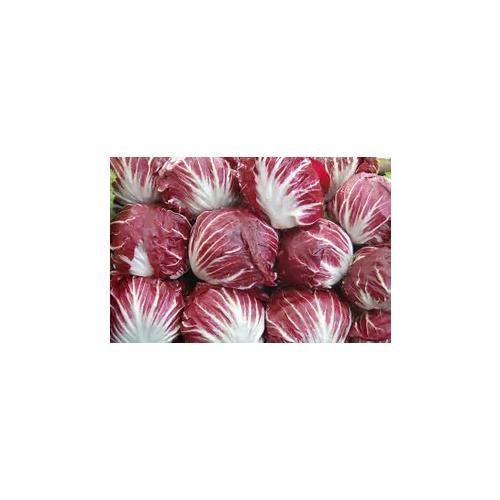 Chicory Raddichio Red Verona Heirloom Vegetable By Seed Kingdom 1,500 seeds