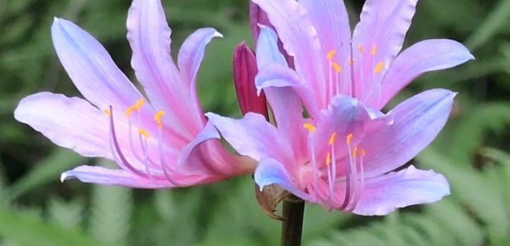 3 Lycoris Squamigera Bulbs (Surprise Lily / Naked Lady) FREE SHIPPING