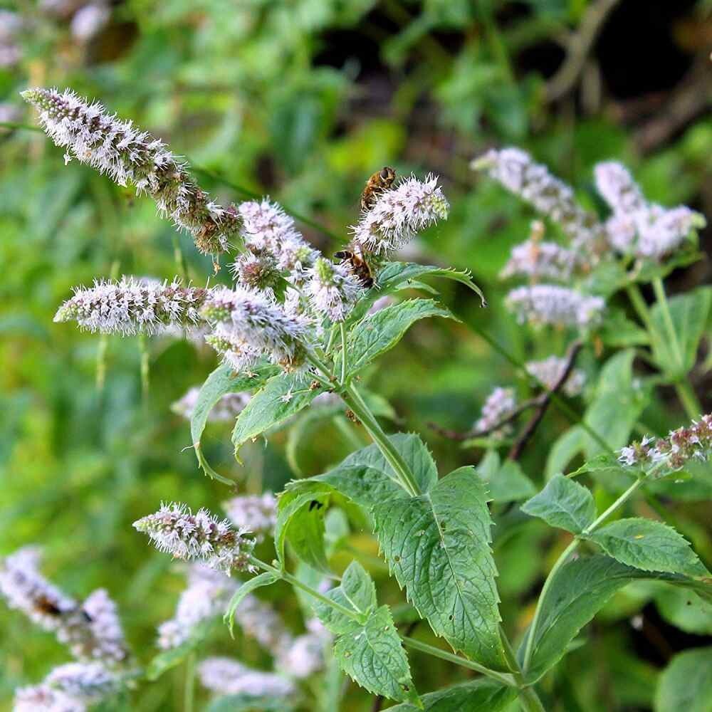 Peppermint (Mentha piperita) Seeds, organic