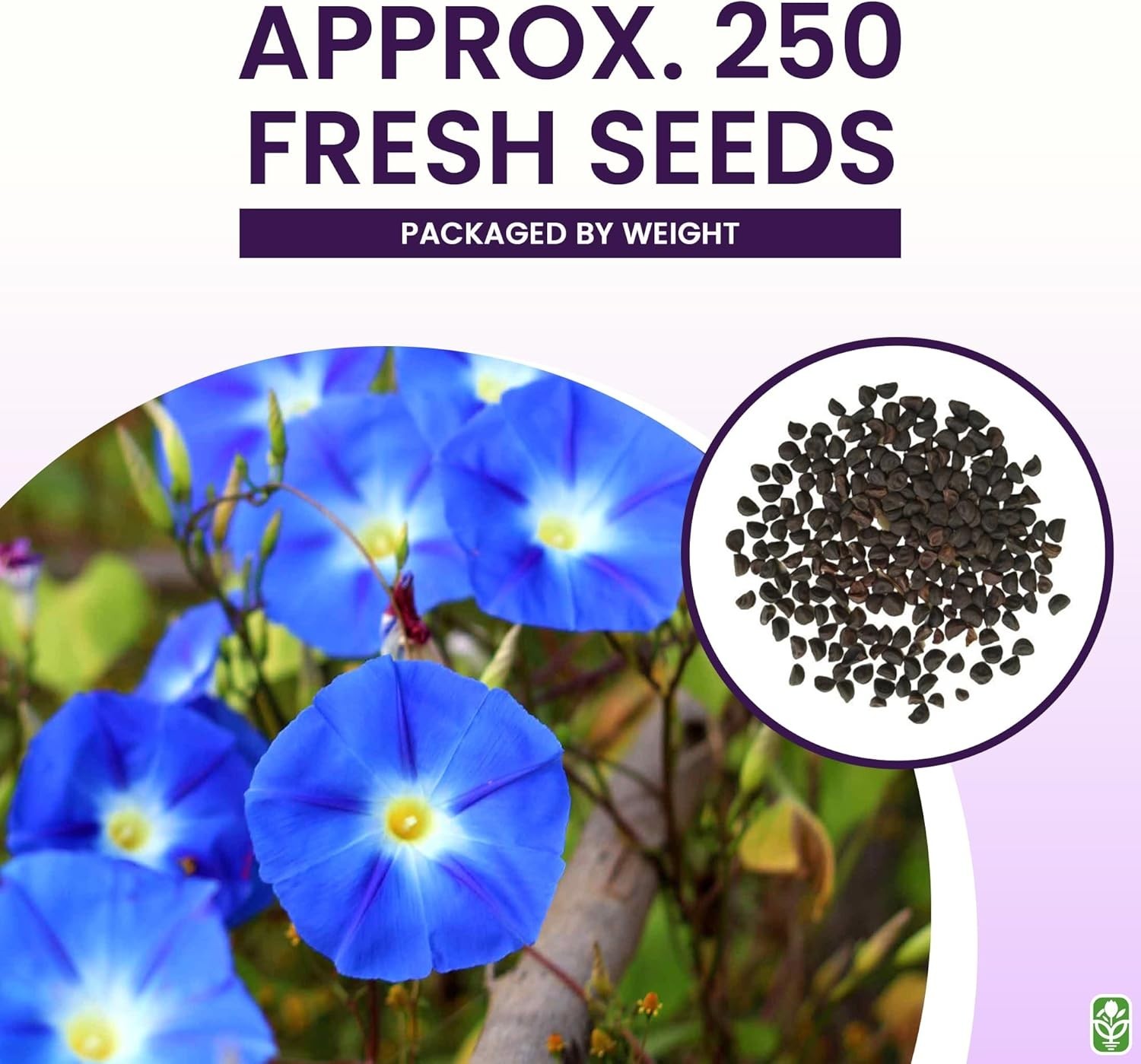 250 Fast-Growing Blue Morning Glory Seeds – Attract Butterflies & Hummingbirds!