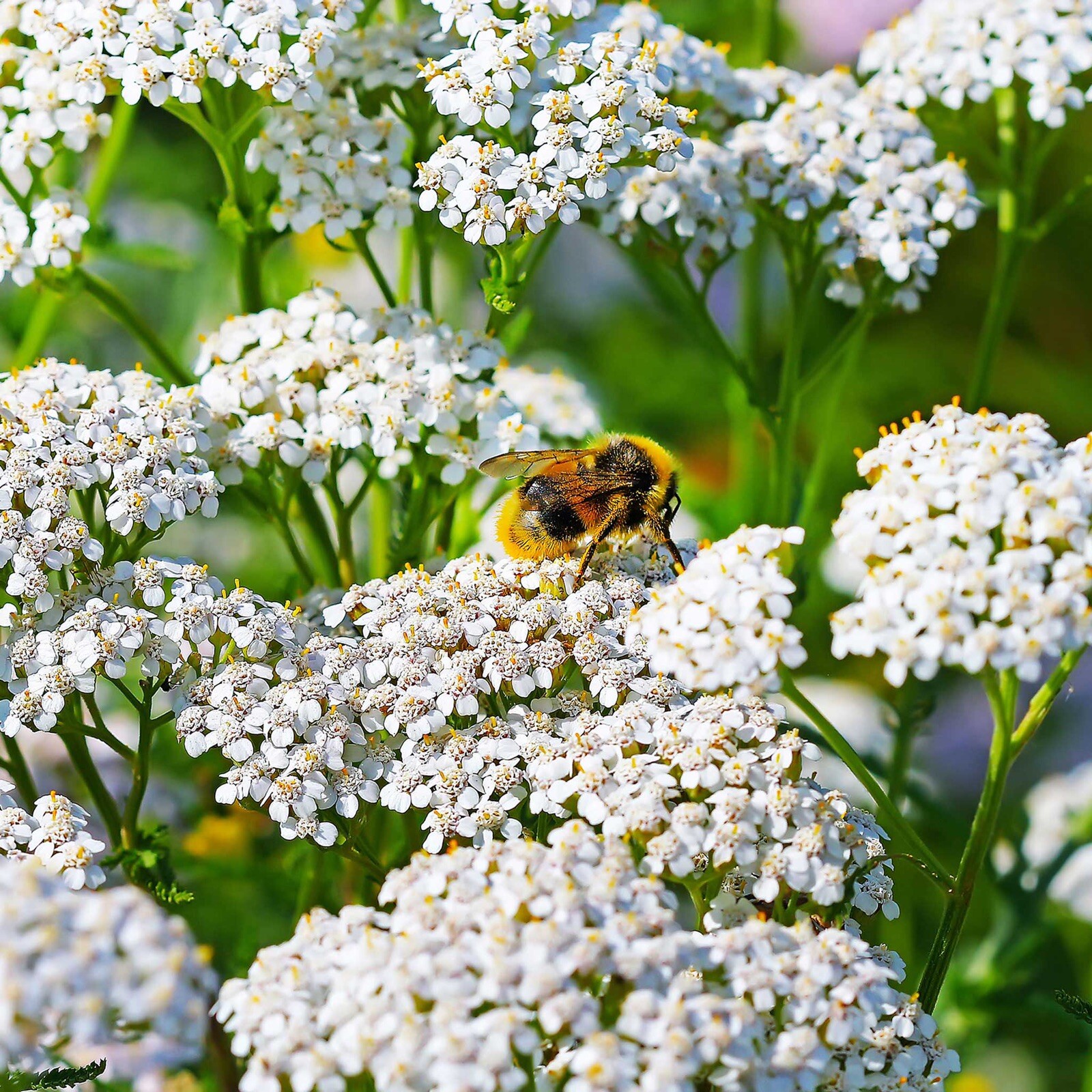 2000+ Yarrow Seeds WHITE (Achillea millefolium) – Perennial Non-GMO Pollinators