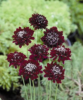 Scabiosa QIS Deep Red 500 seeds