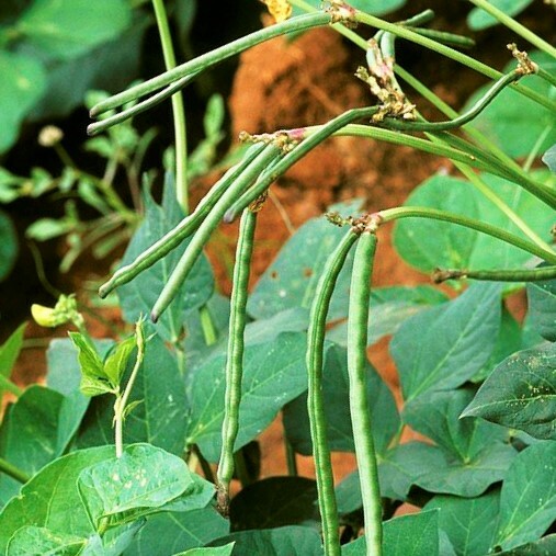 Texas Cream 40 Cowpea Seeds | Southern Field Pea Crowder Cow Pea Cover Seed 2023