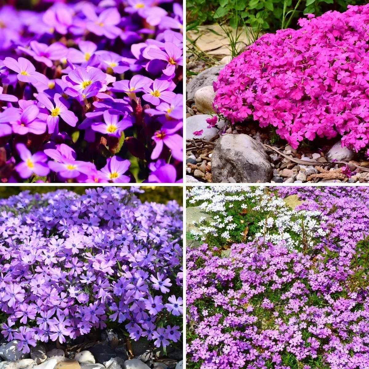 CarpetC 1000+ Creeping Phlox Seeds for Planting, Ground Cover Purple Flowers Sta