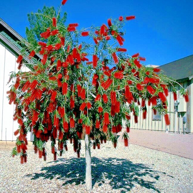 50 WEEPING BOTTLEBRUSH Flower Tree Seeds Garden Plant (Callistemon viminalis)