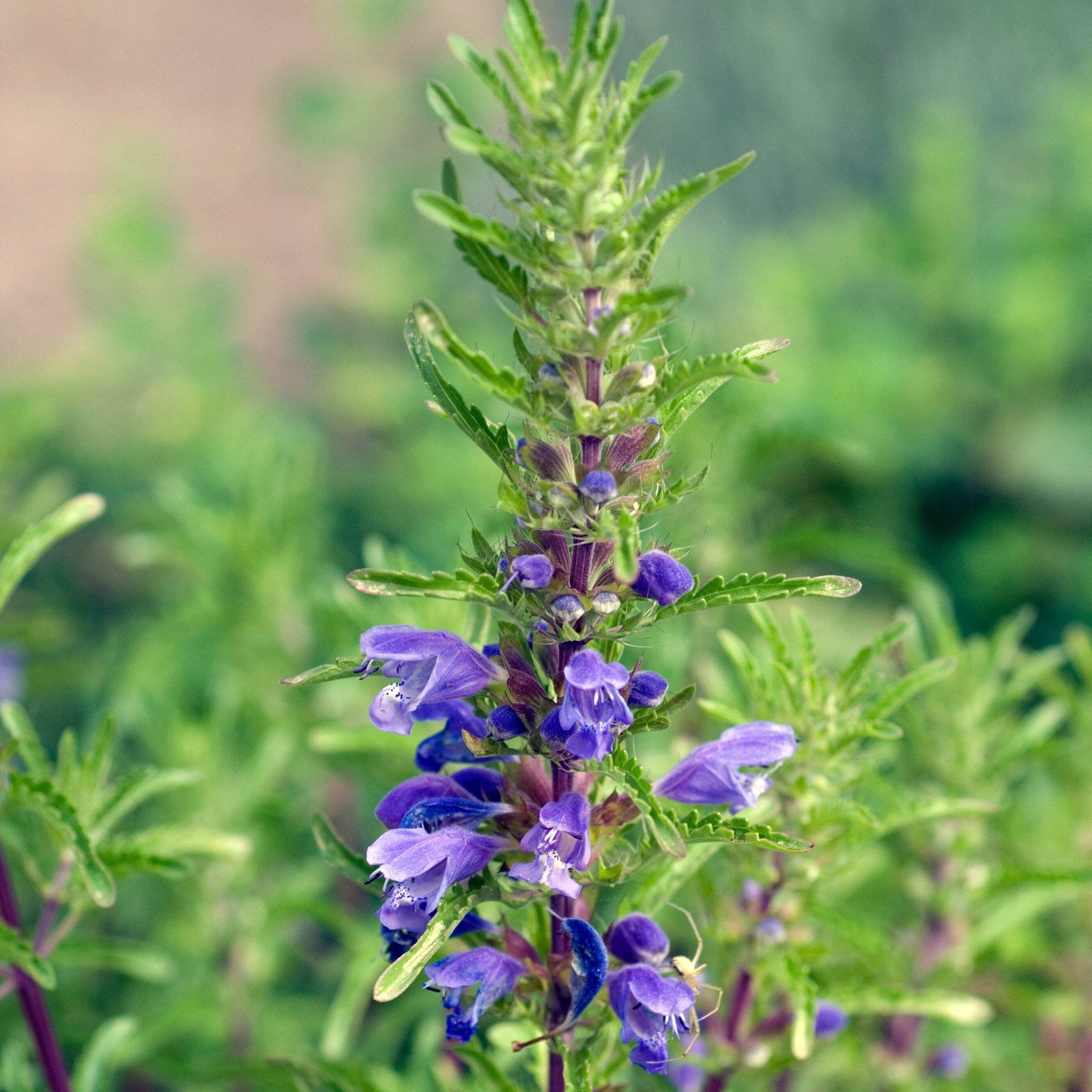 Moldavian Balm Seeds (Dracocephalum moldavicum) ~Traditional Tea Herb Garden