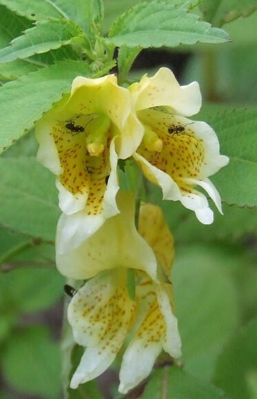 Impatiens scabrida | Jewelweed | 10_Seeds