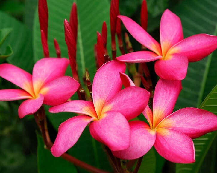 Mexican Red Plumeria Temple Tree Seeds (P. rubra) Tropical Frangipani Flower