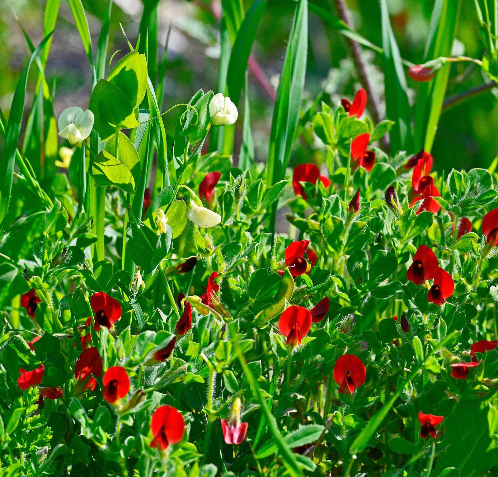 50 ASPARAGUS PEA Winged Pea Lotus Tetragonolobus Red Flower Vegetable Seeds