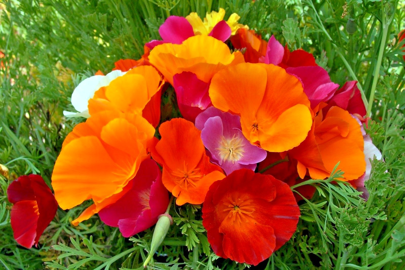 501+CALIFORNIA POPPY MIX Native Wildflower Seeds Flower Garden Patio Container