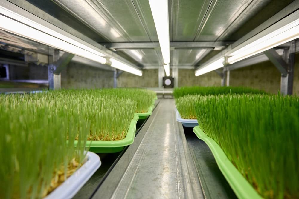 5 Pounds of Wheat Microgreens Seeds to Grow – Wheat Berries to Germinate