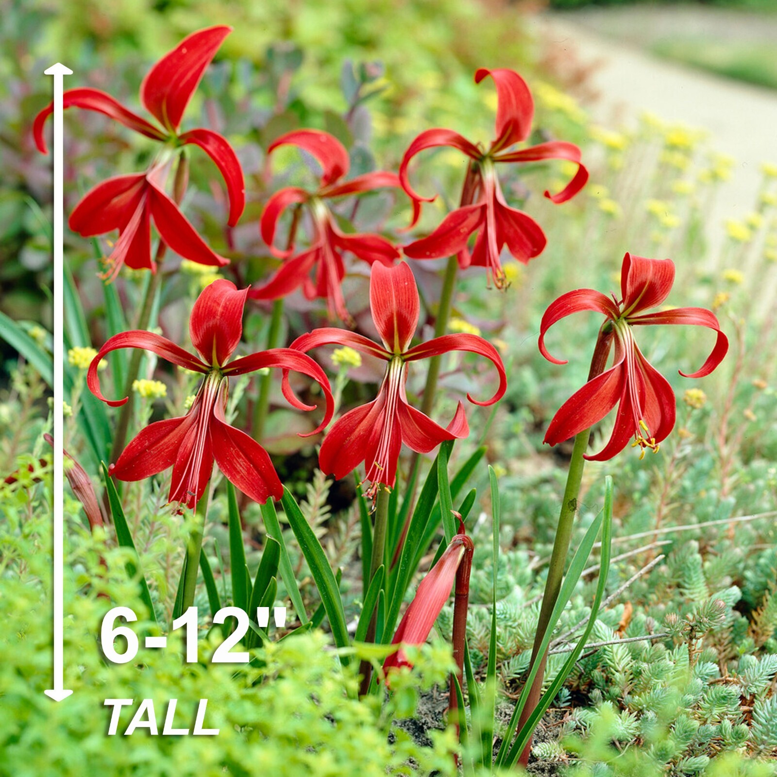 Garden State Bulb Aztec Lily Sprekelia Formosissima Flower Bulb, 16/18cm, Spring