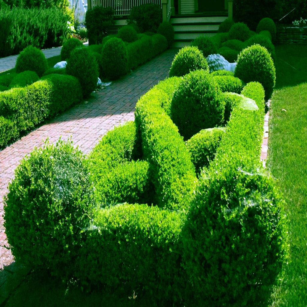 Common English Boxwood Tree Seeds (Buxus sempervirens) Hardy Landscaping Shrub